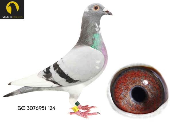 .LOT 9 VELGHE PIGEONS AUCTION 2 – BE 24 3076951 BBAR WF -COCK – Best strain of Van den BULCK Dirk: – LA MACHINE – MIRACLE- LIBERAAL – OLYMPIC KITTEL – KITTEL———–SIRE:BE 22-6216159 M LA MACHINE 159. Van den Bulck Dirk. LA MACHINE won: 6.NAT CHAMP KBDB’18. 1.ACE COMBINE 2019. 7.ACE COMBINE 2018 .1. PRIZE 2.111 BIRDS .2. PRIZE 1.923 BIRDS. 2. PRIZE 255 BIRDS. 4. PRIZE 531 BIRDS. 6. PRIZE 643 BIRDS. 9. PRIZE 1.001 BIRDS. 14. PRIZE 2.502 BIRDS.————–DAM:BE 22-6216146 V MIRACLE X LIBERAAL .Van den Bulck Dirk .MIRACLE is father to -507/18: 22/1104, 26/1300 ,27/1262, 33/941, 28/621… -950/19: 1/1313 ,1/409 ,3/274, 3/268 ,11/4743 ,4/294, 9/1100, 17/1022… -958/19: 7/1100, 20/1314.SEE PEDIGREE!!!