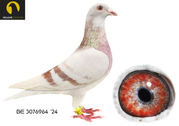 .LOT 4 VELGHE PIGEONS AUCTION 2 – BE 24 3076964 MEALY COCK-INBRED OLYMPIC KITTEL 006———–SIRE:BE 23-6133585. LIBERAAL 585. Van den Bulck Dirk.LIBERAAL won: 4. ACE COMBINE 2017 ,3. PRIZE 1.142 BIRDS ,5. PRIZE 1.084 BIRDS ,5. PRIZE 767 BIRDS————DAM:BE 23-6133622 .GREEN EYE OLYMPIC K. Van den Bulck Dirk GrandChild OLYMPIC KITTEL.SEE PEDIGREE!!!