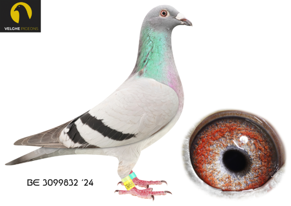 LOT 14 VELGHE PIGEONS AUCTION 2 -BE 24 3099832 BBAR HEN-G.CHILD LA MACHINE INBRED OLYMPIC KITTEL 006—BLIZZARD -MIRACLE – OLYMPIC KITTEL 006 – KITTEL—————-SIRE:BE 23-6133616 BLIZZARD MIRACLE 616. Van den Bulck Dirk. GCHILD MIRACLE: 7.NAT ACE KBDB YB , 2. PROV ACE KBDB YB ,1.Ace Tienverbond, 1/1313, 1/927, 1/767 ,9/1084, 9/884 ,11/984.————DAM:BE 23-6133610 LA MACHINE 610 .Van den Bulck Dirk .LA MACHINE won: 6.NAT CHAMP KBDB’18 , 1.ACE COMBINE 2019 , 7.ACE COMBINE 2018.SEE PEDIGREE!!!
