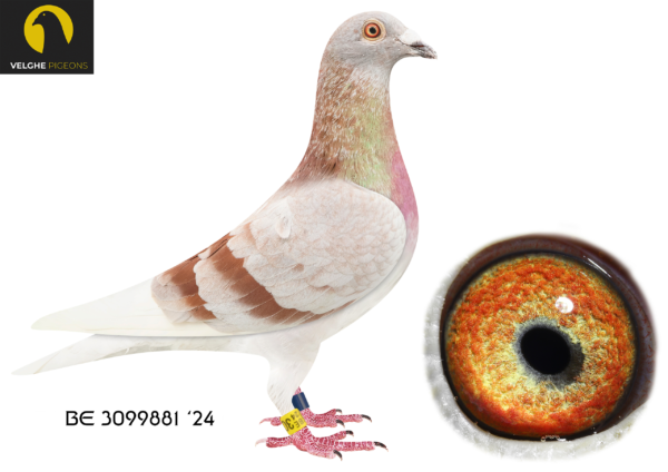 LOT 10 VELGHE PIGEONS AUCTION 2 – BE 24 3099881 MEALY COCK-964/22 IS BEST BREEDING DAUGHTER BLIZZARD !!! (G) MOTHER TO: 8.NAT SPRINT YL ’24 ,18.NAT SPRINT YL ’24 ,19.NAT SPRINT YL ’24—————-SIRE:B 22-4207840 M .MEALY BLIZZARD 840. Flanders Collection. Mealy WF. BLIZZARD X TOPHEN: – MACHINE X ROSITA.————-DAM:B 22-4215964 V. OLYMPIC BLIZZARD. Flanders Collection Blue. (G) MOTHER TO:8.NAT SPRINT YL ’24 ,18.NAT SPRINT YL ’24 ,19.NAT SPRINT YL ’24.SEE PEDIGREE!!!