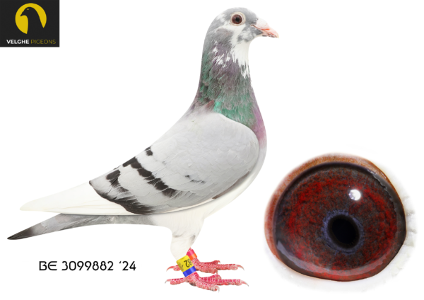 .LOT 3 VELGHE PIGEONS AUCTION 2 – BE 24 3099882 BBAR PIED HEN-G.CHILD OLYMPIC KITTEL 006 – BLIZZARD –  SAGAN -KITTEL -OLYMPIC KITTEL 006————-SIRE:BE 22-6107864 M .OLYMPIC KITTEL 864. Van den Bulck Dirk .Son Olympic Kittel: 2. PRIZE 2.057 BIRDS , 3. PRIZE 584 BIRDS , 4. PRIZE 2.089 BIRDS , 5. PRIZE 2.721 BIRDS , 5. PRIZE 2.139 BIRDS .Olympic Kittel іs father of: 1/1001 ,1/1274 ,1/538 ,1/356 ,1/96 ,2/402.————-DAM:BE 22-6216151 V. BLIZZARD X SAGAN. Van den Bulck Dirk. G.DAUGHTER SAGAN: 1.NAT ACE SPRINT KBDB 2013.G.DAUGHTER BLIZZARD 1.NAT ACE KBDB SD’21, 1.WORLD BP FCI YB’21 ,1.PROV ACE KBDB 2021 ,2.OLYMPIC ACE 2022.SEE PEDIGREE!!!
