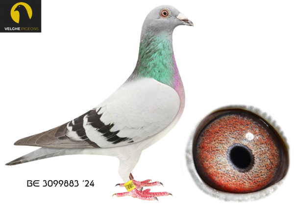 LOT 16 VELGHE PIGEONS AUCTION 2 -BE 24 3099883 BBAR COCK- SAME BRED SOLD FOR R34500.00——-KING ARTHUR: 1.NAT Ace KBDB Sprint young B 2023.—-THE MIRACLE: 7.NAT ACE KBDB YB. 2.PROV ACE KBDB YB. 1.Ace Tienverbond.————-SIRE:BE 23-6208487 KING ARTHUR 2.0 Van den Bulck Dirk.EXCLUSIVE BROTHER KING ARTHUR: 1.NAT Ace KBDB Sprint young B 2023———–DAM:BE 23-6133592 MIRACLE 592. Van den Bulck Dirk. MIRACLE WON: 7.NAT ACE KBDB. YB 2.PROV ACE KBDB YB .1.Ace Tienverbond.SEE PEDIGREE!!!