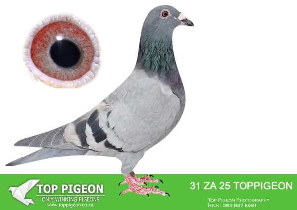 LOT 11 BENEKE LOFTS -ZA 25 TOPPIGEON 31 -SIRE: ZA 21 34952 – RACE 5 HOTSPOT WINNER Carnival One Day Lofts , …….GRANDSIRE : ZA-WBU-18-0286 “LARCO” KAASBOER. BOUGHT ON TOP PIGEON. Direct Son of famous “KIRAN” Raced at Dinokeng Lofts 2019: 7e – 623km FINAL RACE!! His son, ” HERCULES” flew 12e FINAL RACE 470km Cape Town International One Loft 2021.————– GRAND DAM: ZA-GPU-19-12146. 3e FINAL RACE 360km!! Carnival OLR, only 6 Day birds – very Hot!! 21e – 559km 25e – 608km 3e – 630km Mother of 1e Allflight Carnival One Loft, 505km.————–DAM:NL 24 8131625 “VICTORY BK 625”. HENDRIK WILPERS. SIRE IS  DIRECT SON TO VICTORY BEST KITTEL 1ST SUPERACE VFWCPR AND WERE SOLD FOR 510 000 EUROS (9.5 MILLION RAND).SEE PEDIGREE!!!