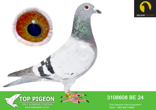 LOT 21 VELGHE PIGEONS AUCTION 2 -BE 24 3108608 BBAR HEN -SAME BRED SOLD FOR R34500.00——-KING ARTHUR: 1.NAT Ace KBDB Sprint young B 2023.—-THE MIRACLE: 7.NAT ACE KBDB YB. 2.PROV ACE KBDB YB. 1.Ace Tienverbond.————-SIRE:BE 23-6208487 KING ARTHUR 2.0 Van den Bulck Dirk.EXCLUSIVE BROTHER KING ARTHUR: 1.NAT Ace KBDB Sprint young B 2023———–DAM:BE 23-6133592 MIRACLE 592. Van den Bulck Dirk. MIRACLE WON: 7.NAT ACE KBDB. YB 2.PROV ACE KBDB YB .1.Ace Tienverbond.SEE PEDIGREE!!!