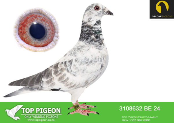 LOT 20 VELGHE PIGEONS AUCTION 2 -BE 24 3108632 GRIZZLE HEN-SAME BRED SOLD FOR R76 000.00 ON TOPPIGEON———–EXCLUSIVE INBRED BLIZZARD KING KITTEL—-SON BLIZZARD X SISTER BLIZZARD—-KITTEL X OLYMPIC ROSITA————-SIRE:B 22-4207834 M GRIZZLE BLIZZARD 834. Flanders Collection Grizzle. BLIZZARD X TOPHEN: – KITTEL ROSITA 753. SAME MOTHER BRED: 1. PRIZE 1.443 BIRD. 1. PRIZE 1.410 BIRD. 4. PRIZE 19.291 BIRD.———-DAM:B 23-2062179 V SISTER BLIZZARD KK. V.D.Bulck/Beyl P.. BLIZZARD KK WON: 1.NAT ACE KBDB 2021 .BEST& YOUNGB KBDB ACE SINCE DE KITTEL – BLIZZARD KITTEL: 1.NAT ACE KBDB SD’21. 1.WORLD BP FCI YB’21. 1.PROV ACE KBDB 2021. 2.OLYMPIC ACE 2022.SEE PEDIGREE!!!