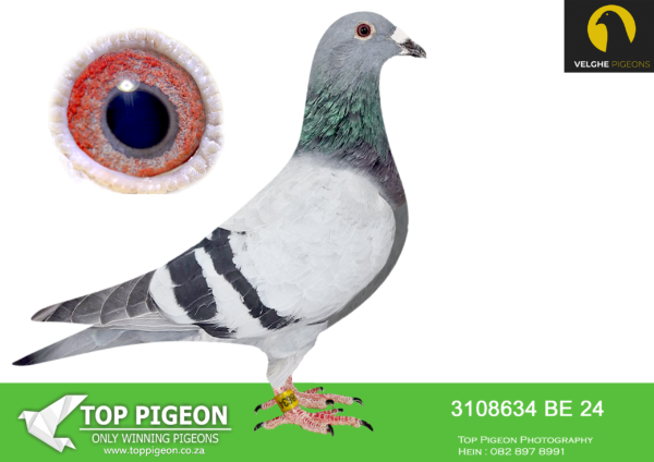 LOT 23 VELGHE PIGEONS AUCTION 2 -BE 24 3108634 BBAR COCK -SAME BRED SOLD FOR R46 500.00 ON TOPPIGEON———-STRONG Inbred BLIZZARD KING KITTEL – SAGAN – VALE (P Beyl) – KITTEL—————SIRE:B 22-4207827 M GRIZZLE BLIZZARD 827. Flanders Collection Grizzle. SAME MOTHER BRED: 1. PRIZE 3.757 BIRDS. 3. PRIZ 17.711 BIRDS. 3. PRIZE 545 BIRDS. 7. PRIZE 813 BIRDS.———-DAM:BE 22-6216152 V BLIZZARD X SAGAN. Van den Bulck Dirk. G.DAUGHTER SAGAN: 1.NAT ACE SPRINT KBDB 2013 1/1042 ,1/524 ,1/446, 2/1411 ,2/624 ,6/667. G.DAUGHTER BLIZZARD 1.NAT ACE KBDB SD’21. 1.WORLD BP FCI YB’21. 1.PROV ACE KBDB 2021 .2.OLYMPIC ACE 2022.SEE PEDIGREE!!!