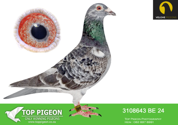 .LOT 8 VELGHE PIGEONS AUCTION 2 – BE 24 3108643 GRIZZLE COCK -SAME BRED SOLD FOR R76 000.00 ON TOPPIGEON———–EXCLUSIVE INBRED BLIZZARD KING KITTEL—-SON BLIZZARD X SISTER BLIZZARD—-KITTEL X OLYMPIC ROSITA————-SIRE:B 22-4207834 M GRIZZLE BLIZZARD 834. Flanders Collection Grizzle. BLIZZARD X TOPHEN: – KITTEL ROSITA 753. SAME MOTHER BRED: 1. PRIZE 1.443 BIRD. 1. PRIZE 1.410 BIRD. 4. PRIZE 19.291 BIRD.———-DAM:B 23-2062179 V SISTER BLIZZARD KK. V.D.Bulck/Beyl P.. BLIZZARD KK WON: 1.NAT ACE KBDB 2021 .BEST& YOUNGB KBDB ACE SINCE DE KITTEL – BLIZZARD KITTEL: 1.NAT ACE KBDB SD’21. 1.WORLD BP FCI YB’21. 1.PROV ACE KBDB 2021. 2.OLYMPIC ACE 2022.SEE PEDIGREE!!!