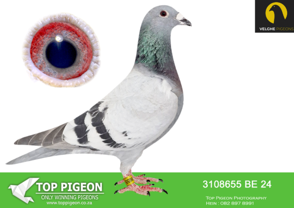 LOT 19 VELGHE PIGEONS AUCTION 2 -BE 24 3108655 BBAR HEN -HALF SIBLING SOLD FOR R55 000.00 ON TOPPIGEON———-SIRE:BE 22 6107862 “OLYMPIC KITTEL 862”. DIRK VAN DEN BULCK. SON OLYMPIC KITTEL: 2ND PRIZE AGAINST 2057 BIRDS , 3RD AGAINST 584 BIRDS , 4TH AGAINST 2089 BIRDS , 5TH AGAINST 2721 BIRDS , 5TH AGAINST 2139 PIGEONS………OLYMPIC KITTEL IS FATHER OF : 1/1001 , 1/1274 , 1/538 , 1/356 , 2/402 , 3/2444 , 5/1262 , 7/2093.—————DAM:BE 23-6133626 MIRACLE 626 .Van den Bulck Dirk .MIRACLE WON: 7.NAT ACE KBDB YB , 2.PROV ACE KBDB YB , 1.Ace Tienverbond.SEE PEDIGREE!!!