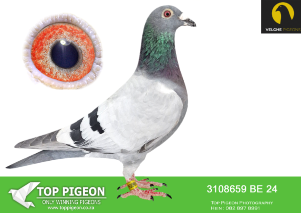 .LOT 6 VELGHE PIGEONS AUCTION 2 – BE 24 3108659 BBAR COCK-Br/Sis 504/24 won: 7. MOMIGNIES 1014p, 7. MOMIGNIES 939p, 8. MOMIGNIES 1095p ,11 MOMIGNIES 1526p ,18. MOMIGNIES 821p, 18. MOMIGNIES 413p ,39. MOMIGNIES 1008p————SIRE:BE 22-6216160 M.BULCK 160.Van den Bulck Dirk .FATHER TO BE24-3007504:12.Momignies 1.526p.LIBERAAL: 4. ACE COMBINE 2017, 3. PRIZE 1.142 BIRDS, 5. PRIZE 1.084 BIRDS, 5. PRIZE 767 BIRDS————-DAM:BE 22-6216161 V. BULCK 161. Van den Bulck Dirk .Mother of: BE24-3007504: 12.Momignies 1.526p…. LIBERAAL: 4. ACE COMBINE 2017 ,3. PRIZE 1.142 BIRDs, 5. PRIZE 1.084 BIRDS ,5. PRIZE 767 BIRDS.SEE PEDIGREE!!!!!