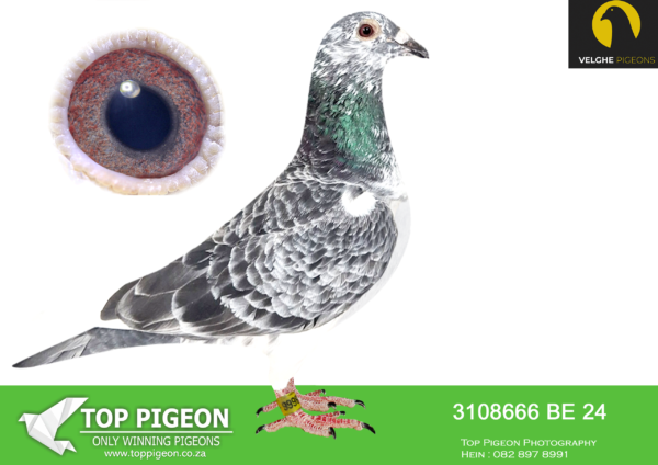 LOT 12 VELGHE PIGEONS AUCTION 2 -BE 24 3108666 GRIZZLE HEN -SAME BRED SOLD FOR R84 000.00 ON TOPPIGEON ——–TOP INBRED BLIZZARD SON X SISTER BLIZZARD !!!!!! BLIZZARD KING KITTEL WON: 1.NAT ACE KBDB 2021——–SIRE:B 22-4207841 М GRIZZLE BLIZZARD 841. Flanders Collection Grizzle .BLIZZARD X TOPHEN: – KITTEL GOLDEN LADY SAME MOTHER BRED: 2. PRIZE 1.228 BIRDS. 11.PRIZE 2.081 BIRDS. 22. PRIZE 535 BIRDS. 56. PRIZE 892 BIRDS.————DAM:B 23-2062180 V SISTER BLIZZARD KK. V.D.Bulck/Beyl P.. BLIZZARD KK WON: 1.NAT ACE KBDB 2021. BEST& YOUNGB KBDB ACE SINCE DE KITTEL – BLIZZARD KITTEL: 1.NAT ACE KBDB SD’21. 1.WORLD BP FCI YB’21. 1.PROV ACE KBDB 2021. 2.OLYMPIC ACE 2022.SEE PEDIGREE!!!