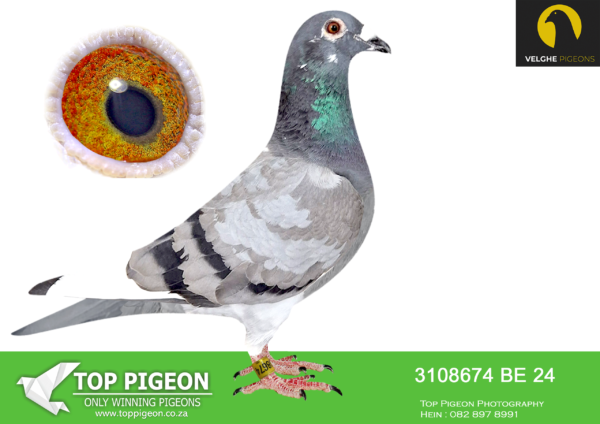 LOT 15 VELGHE PIGEONS AUCTION 2 -BE 24 3108674 BBAR PIED HEN -SAME BRED SOLD FOR R219 000.00 ON TOPPIGEON ——-SIRE:B 22-4207848 M. GRIZZLE BLIZZARD 848. Flanders Collection Grizzle. BLIZZARD won: 1.NAT ACE KBDB SD’21. 1.WORLD BP FCI YB’21. 1.PROV ACE KBDB 2021. 2.OLYMPIC ACE 2022. 3. NOYON 2.170 BIRDS. 3. NOYON 2.062 BIRDS. 4. NOYON 3.564 BIRDS. 4. NOYON 3.266 BIRDS. 5. NOYON 3.765 BIRDS.———–DAM: B 22-4207895 V GRIZZLE BLIZZARD 895. Flanders Collection Grizzle. SAME MOTHER BRED: 1. PRIZE 230 BIRDS. 3. PRIZE 339 BIRDS. 6. PRIZE 1.228 BIRDS. 10.PRIZE 338 BIRDS. 12. PRIZE 431 BIRDS. 15. PRIZE 570 BIRDS. 21. PRIZE 754 BIRDS. 32. PRIZE 535 BIRDS. 38.PRIZE 1.228 BIRDS.SEE PEDIGREE!!!