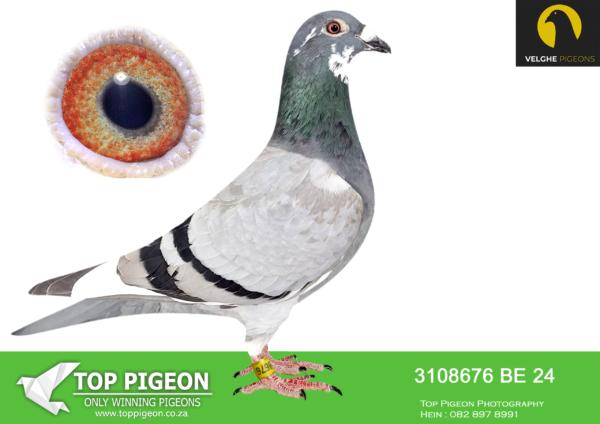 LOT 18 VELGHE PIGEONS AUCTION 2 -BE 24 3108676 BBAR PIED HEN -SAME BRED SOLD FOR R79 000.00 ON TOPPIGEON——-INBRED BLIZZARD – INBRED OLYMPIC ROSITA – KITTEL -DOUBLE BLIZZARD————-SIRE:B 22-4207828 M GRIZZLE BLIZZARD 828 Flanders Collection Grizzle…DIRECT SON TO LEGENDARY BLIZZARD KING KITTEL. SAME MOTHER BRED: 1. PRIZE 3.757 BIRDS. 3. PRIZ. 17.711 BIRDS. 3. PRIZE 545 BIRDS. 7. PRIZE 813 BIRDS. 7. PRIZE 385 BIRDS. 25.PRIZE 881 BIRDS. 32.PRIZE 1.904. 37.PRIZE 347 BIRDS. 40.PRIZE 9.452 BIRDS—————–DAM:B 22-4207843 V GRIZZLE BLIZZARD 843. Flanders Collection. Grizzle .DIRECT FROM BLIZZARD. SAME MOTHER BRED: – WITTE KITTEL 1. PRIZE 1.042 BIRDs. 6. PRIZE 1.745 BIRDS. 6. PRIZE 1.008 BIRDS. 8. PRIZE 1.587 BIRDS. 23. PRIZE 1.258 BIRDS. 54.PRIZE 2.144 BIRDS.SEE PEDIGREE!!!