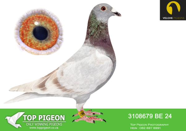 LOT 11 VELGHE PIGEONS AUCTION 2 -BE 24 3108679 MEALY HEN -Br/Sis 504/24 won: 7. MOMIGNIES 1014p, 7. MOMIGNIES 939p, 8. MOMIGNIES 1095p ,11 MOMIGNIES 1526p ,18. MOMIGNIES 821p, 18. MOMIGNIES 413p ,39. MOMIGNIES 1008p————SIRE:BE 22-6216160 M.BULCK 160.Van den Bulck Dirk .FATHER TO BE24-3007504:12.Momignies 1.526p.LIBERAAL: 4. ACE COMBINE 2017, 3. PRIZE 1.142 BIRDS, 5. PRIZE 1.084 BIRDS, 5. PRIZE 767 BIRDS————-DAM:BE 22-6216161 V. BULCK 161. Van den Bulck Dirk .Mother of: BE24-3007504: 12.Momignies 1.526p…. LIBERAAL: 4. ACE COMBINE 2017 ,3. PRIZE 1.142 BIRDs, 5. PRIZE 1.084 BIRDS ,5. PRIZE 767 BIRDS.SEE PEDIGREE!!!!!