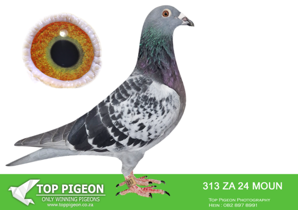 LOT 10 FERDIE LUBBE – ZA 24 MOUN 313 -SIRE: BELG 20 4186906 . Alias “BEST KITTEL 906″ Strain: BEST KITTEL Color: BLUE CHECK ” BEST KITTTEL 906″ BELG20 41869006 BRED BY PIPA STRONG INBRED SON X DAUGHTER OF THE FAMOUS BEST KITTEL. BEST KITTEL IS WINNER OF 1ST NAT. ACE KBDB SPRINT 2017 4TH NAT. ACE KBDDB SPRINT 2016 BRED AND RACED BY DEHONDENONSEAU.———-DAM: NL 21 1302162 .Alias “PAGASUS” Strain: HOOYMANS Color: BLUE CHECK “PEGASUS” NL21 1302162 12TH ACE CARNIVAL GOLD CUP.SEE PEDIGREE!!!
