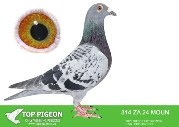 .LOT 7 FERDIE LUBBE -ZA 24 MOUN 314 -SIRE: BELG 20 4186906 . Alias “BEST KITTEL 906″ Strain: BEST KITTEL Color: BLUE CHECK ” BEST KITTTEL 906″ BELG20 41869006 BRED BY PIPA STRONG INBRED SON X DAUGHTER OF THE FAMOUS BEST KITTEL. BEST KITTEL IS WINNER OF 1ST NAT. ACE KBDB SPRINT 2017 4TH NAT. ACE KBDDB SPRINT 2016 BRED AND RACED BY DEHONDENONSEAU.———-DAM: NL 21 1302162 .Alias “PAGASUS” Strain: HOOYMANS Color: BLUE CHECK “PEGASUS” NL21 1302162 12TH ACE CARNIVAL GOLD CUP.SEE PEDIGREE!!!