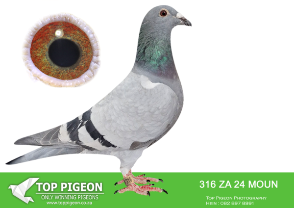 LOT 15 FERDIE LUBBE -ZA 24 MOUN 316 -SIRE: ZA 20 MOUN 909.Alias “MAGIC 909″ Strain: MOUNTAIN LOFTS Color: BLUE BAR ”MAGIC 909” 4 X ACE BIRD SANPO SILVER MEDAL LONG DISTANCE 2023 1ST ACE LONG DISTANCE CLUB 2023 2ND ACE MIDDLE DISTANCE 2021 3RD ACE BEST BIRD 2021 5TH ACE SHORT DISTANCE 2021 1ST ACE CLUB OPEN SERIES 2022 1ST ACE BEST BIRD OVERALL CLUB 2022.————DAM:ZA 18 MOUN 806.Alias “MISS GAUTENG” Strain: MOUNTAIN LOFTS Color: BLUE BAR “MISS GAUTENG” ZA18 MOUN 806 ONE OF OUR TOP BREEDING HENS WITH VARIOUS COCKS SIRE & DAM WERE SOLD TO GYS LOUW FOR R100,000 1ST CLUB, 1ST PTA-UNION, 1ST GAUTENG COMBINE TROMPSBURG 543KM 4322P AGAINST 500 + LOFTS 1ST CLUB, 1ST PTA-U NION 2Y.O TROMPSBURG 543KM.SEE PEDIGREE!!!!