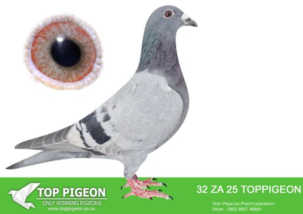 LOT 17 BENEKE LOFTS -ZA 25 TOPPIGEON 32 -SIRE: ZA 21 34952 – RACE 5 HOTSPOT WINNER Carnival One Day Lofts , …….GRANDSIRE : ZA-WBU-18-0286 “LARCO” KAASBOER. BOUGHT ON TOP PIGEON. Direct Son of famous “KIRAN” Raced at Dinokeng Lofts 2019: 7e – 623km FINAL RACE!! His son, ” HERCULES” flew 12e FINAL RACE 470km Cape Town International One Loft 2021.————– GRAND DAM: ZA-GPU-19-12146. 3e FINAL RACE 360km!! Carnival OLR, only 6 Day birds – very Hot!! 21e – 559km 25e – 608km 3e – 630km Mother of 1e Allflight Carnival One Loft, 505km.————–DAM:NL 24 8131625 “VICTORY BK 625”. HENDRIK WILPERS. SIRE IS  DIRECT SON TO VICTORY BEST KITTEL 1ST SUPERACE VFWCPR AND WERE SOLD FOR 510 000 EUROS (9.5 MILLION RAND).SEE PEDIGREE!!!