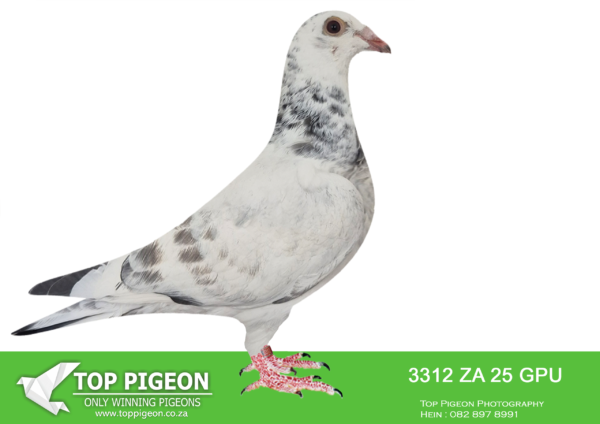 .LOT 2 SAIPR BREEDING STATION – ZA 25 GPU 3312 GRIZZLE -SIRE:GB-24-N24479 M.Alias: Inteelt Rico 479 Strain: Bulck/Rico Stunning younc cock full of t he best “Olymip Rico” & Van Den Bulck Blood.————DAM:GB-24-V53200 F.NAME: Bulcky Blizzard FAMILY: Pierre Beyl COLOR: Grizzle Bred for stock, especially for Excelsior auctions.. SIRE AND DAM IS GRAND CHILDREN OF THE FAMOUS “BLIZZARD KING KITTEL”.SEE PEDIGREE!!!!