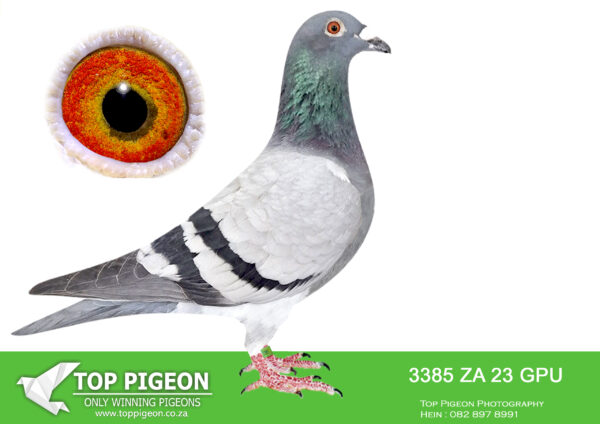 .LOT 8 BILLY KITCHENBRAND – ZA 23 GPU 3385 -SIRE:RO 17 020305 . TEAM FLOREA SORIN. GRANDSIRE IS WITTEKOP SYLVESTER Geerinckx Bart Black White BASIC BREEDER GEERINCKX LOFT Topbreeder father to: Super Willy Argento Miss Limoges Black& White Miss Le Mans Wit Willyke.————DAM:RO 18 023246 . TEAM FLOREA SORIN. DAM IS WINNER OF : 1ST PLACE / 8861 PIGEONS AT DUBASARI 3 IN 2017. ALSO GRAND DAUGHTER TO WIITEKOP SYLVESTER.SEE PEDIGREE!!!