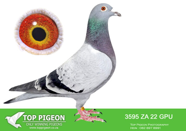 .LOT 3 BILLY KITCHENBRAND -ZA 22 GPU 3595 -SIRE: 19318 ZA 16 TRPF. MORTIMER/KAASBOER. HE IS A DIRECT SON OF 1035 CROSSED WITH A KAASBOER HEN THAT BRED SUPER RACERS ALREADY. BE 6245855-14 IS A GRAND DAUGHTER OF “SUPER 481 KAASBOER.——-DAM:04177 ZA 17 GPU. DAM IS “LADY NIX”Strain: KITCHENBRAND’S LOFTColor: Blue Bar 2 x FED WINNER – BILLY KITCHENBRAND.SEE PEDIGREE!!!!