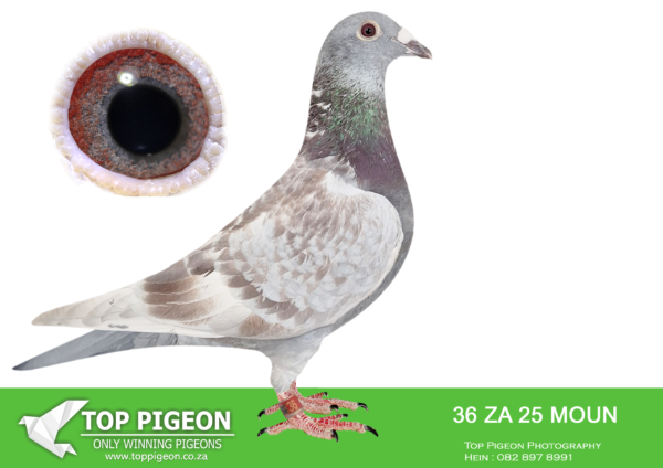 .LOT 4 FERDIE LUBBE -ZA 25 MOUN 36 -–SIRE: ” ORTELLO MUZE” NL20 1023235 DECENDANTS “ORTELLO” X ”MUSE” WON: 1ST PROV.ACE LD FF 2018. DAM 3 X 1ST 34 X WITHIN FIRST 10%. SIRE IS SON AND DAM IS GDAUGHTER “LEONARDO X TINKERBEL OFFSPRING WINS . 18 X 1ST AGAINST 10,00 TO 37,000 PIGEONS. 15 X TOP 5 NATIONAL ACE BIRDS. OFFSPING ALSO PERFORMS EXCELLENT IN OLR RACES WINS. 7 CARS, 10 X 1ST ACE PIGEON AND $2,000,000 INCLUDING $100,000 SAMDPR, $130,000 SAMDPR, $150,000 OLR CHINA.——— DAM: ZA 23 VIL 3597.Alias “FUTURA” Strain: MOUNTAIN LOFTS Color: RED CHECK ”FUTURA” ZA23 VIL 3597 BEAUTIFUL HEN WITH EVERYTHING YOU NEED IN A BREEDING PIGEON. OUTSTANDING GENETETIC’S FIRST BABIES ENTERERD AT AFRIKAPRO FOR 2025 SIRE:”GREIPEL STAR: NL 21 17491192 STRAIN DIRK VAN DEN BULCK.SEE PEDIGREE!!!