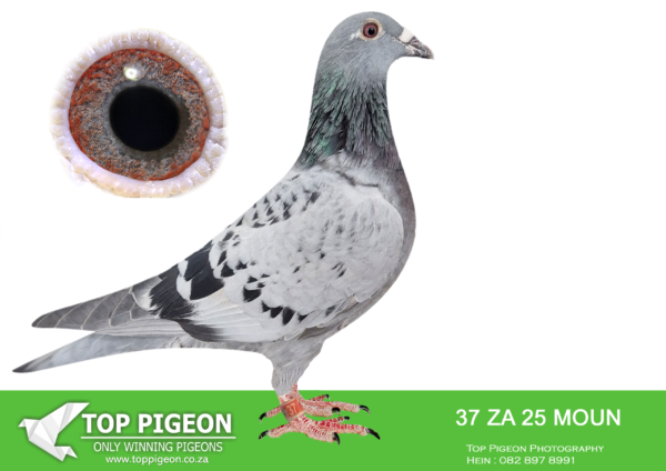 LOT 13 FERDIE LUBBE -ZA 25 MOUN 37 -SIRE: ” ORTELLO MUZE” NL20 1023235 DECENDANTS “ORTELLO” X ”MUSE” WON: 1ST PROV.ACE LD FF 2018. DAM 3 X 1ST 34 X WITHIN FIRST 10%. SIRE IS SON AND DAM IS GDAUGHTER “LEONARDO X TINKERBEL OFFSPRING WINS . 18 X 1ST AGAINST 10,00 TO 37,000 PIGEONS. 15 X TOP 5 NATIONAL ACE BIRDS. OFFSPING ALSO PERFORMS EXCELLENT IN OLR RACES WINS. 7 CARS, 10 X 1ST ACE PIGEON AND $2,000,000 INCLUDING $100,000 SAMDPR, $130,000 SAMDPR, $150,000 OLR CHINA.——— DAM: ZA 23 VIL 3597.Alias “FUTURA” Strain: MOUNTAIN LOFTS Color: RED CHECK ”FUTURA” ZA23 VIL 3597 BEAUTIFUL HEN WITH EVERYTHING YOU NEED IN A BREEDING PIGEON. OUTSTANDING GENETETIC’S FIRST BABIES ENTERERD AT AFRIKAPRO FOR 2025 SIRE:”GREIPEL STAR: NL 21 17491192 STRAIN DIRK VAN DEN BULCK.SEE PEDIGREE!!!