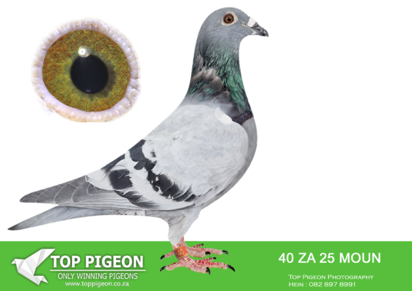 LOT 23 FERDIE LUBBE – ZA 25 MOUN 40 -SIRE:NL 21 1433341.Alias “NAIL 341″ Strain: P VEENSTRA Color: BLUE CHECK ”NAIL 341” NL21 1433341 SUPER OLR GENETIC COMBINATION SIRE “NAIL” IF IRISH 7807 7TH FINAL SAMDPR 2018 AGAINST 2627 P 6TH GRAND AVERAGE ACEBIRD SAMDPR 2018 WINNER $17,500 ONE OF THE BEST TO COMPETE IN THE SAMDPR.———-DAM: ZA 19 MOUN 627.Alias “NEW DREAMER” Strain: MOUNTAIN LOFTS Color: BLUE BAR ”NEW DREAMER” FULL SISTER TO 2- 4 X WINNERS 3RD ACE UNION MIDDLE DISTANCE 2020 4TH ACE UNION YEARLINGS 2020 12TH ACE UNION OVER ALL DISTANCES 2020 1ST CLUB, 18TH UNION SMITHFIELD 530KM 3RD CLUB, 15TH UNION REDDERSBURG .SEE PEDIGREE!!!