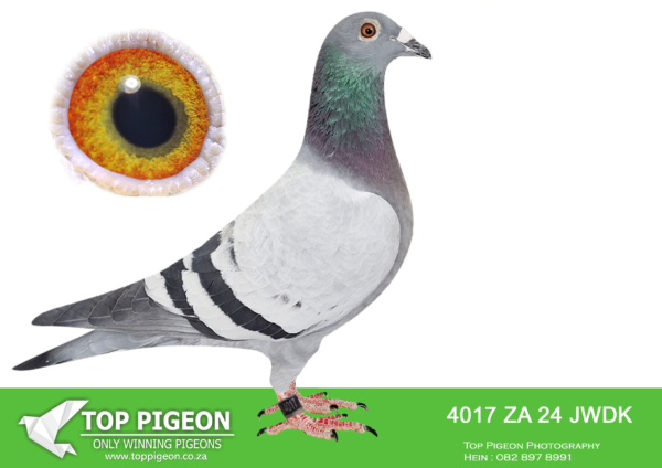 LOT 10 PIGEON PALACE – ZA 24 JWDK 4017 -SIRE: ZA 20 NRHU 0170 “CAPE WONDER”. THIS IS AN ABSOLUTE SUPERSTAR RACER WINNING THE CAPE TRUCK WHOLE COMBINE THREE TIMES. 1ST LAINGSBURG 8983 PIGEONS , 1ST LEEU GAMKA 9860 PIGEONS , 1 LEEU GAMKA 7436 PIGEONS. BOUGHT FOR A WHOPPING R400 000.00.——–DAM:ZA-17-28777 H ‘Super 777′ van Loon.Superbreeding hen !!! Gold medal Ace PWDU old birds ’19. 3rd Ace short distance & 7th best Yearling union 18. 28777 aka the ’10 min pair hen’. Dam to great champions like 3047/21 winner by 10 minutes! The 10 minute pair bred more than 10 winners to date!SEE PEDIGREE!!!