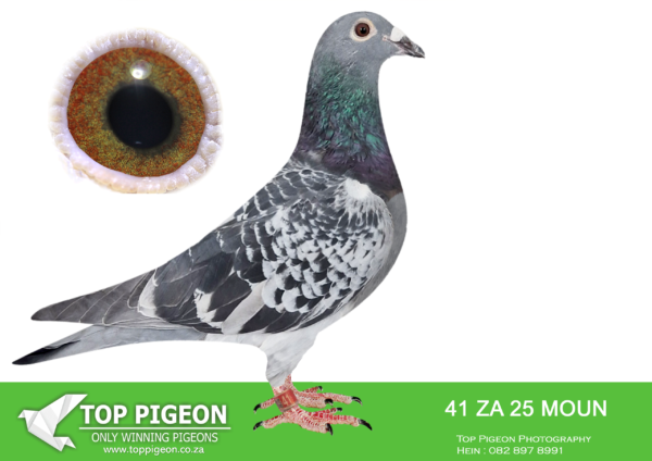 LOT 20 FERDIE LUBBE – ZA 25 MOUN 41 -SIRE:NL 21 1433341.Alias “NAIL 341″ Strain: P VEENSTRA Color: BLUE CHECK ”NAIL 341” NL21 1433341 SUPER OLR GENETIC COMBINATION SIRE “NAIL” IF IRISH 7807 7TH FINAL SAMDPR 2018 AGAINST 2627 P 6TH GRAND AVERAGE ACEBIRD SAMDPR 2018 WINNER $17,500 ONE OF THE BEST TO COMPETE IN THE SAMDPR.———-DAM: ZA 19 MOUN 627.Alias “NEW DREAMER” Strain: MOUNTAIN LOFTS Color: BLUE BAR ”NEW DREAMER” FULL SISTER TO 2- 4 X WINNERS 3RD ACE UNION MIDDLE DISTANCE 2020 4TH ACE UNION YEARLINGS 2020 12TH ACE UNION OVER ALL DISTANCES 2020 1ST CLUB, 18TH UNION SMITHFIELD 530KM 3RD CLUB, 15TH UNION REDDERSBURG .SEE PEDIGREE!!!