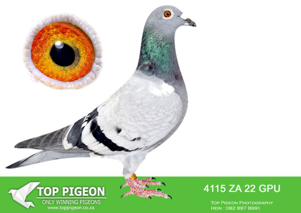 .LOT 6 BILLY KITCHENBRAND -ZA 22 GPU 4115 – 1ST CLUB CRADOCK 708KM BOKSBURG CLUB ——-SIRE:ZA 17 GPU 08344.A Super wing! Balanced Muscled Highly recomended Linebred to our NR 1 COCK, GOLDEN CARELLY, Sister to Union Winners and ACE PIGEONS. Daughter to GOLDEN EYE THU ACE- ZA GPU 17912/12 . Winner & Short Distance Ace GPU -1st Ace Pigeon Short Distance GPU Y/B Serles 2013 3rd Ace Pigeon Overall Club GPU Y/B Series 2013 6th Overall Ace Pigeon GPU Y/B Series 2013 Winner of GPU Young Bird Sales Race 2013 R37500 5th Ace Pigeon Short Distance GPU O/B Serles 2014 Dam to winners in 1st season at stock.————-DAM:1836 ZA 21 GPU. CARRELLY/KAASBOER. SAME BRED AS 10 MPKD – SUPER RACER AND WINNER FOR BILLY KITCHENBRAND. HER DAM WERE ALSO A UNION WINNER.SEE PEDIGREE!!!