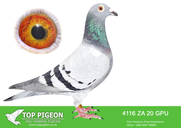 .LOT 4 BILLY KITCHENBRAND – ZA 22 GPU 4116 -SIRE:ZA 17 GPU 08344.A Super wing! Balanced Muscled Highly recomended Linebred to our NR 1 COCK, GOLDEN CARELLY, Sister to Union Winners and ACE PIGEONS. Daughter to GOLDEN EYE THU ACE- ZA GPU 17912/12 . Winner & Short Distance Ace GPU -1st Ace Pigeon Short Distance GPU Y/B Serles 2013 3rd Ace Pigeon Overall Club GPU Y/B Series 2013 6th Overall Ace Pigeon GPU Y/B Series 2013 Winner of GPU Young Bird Sales Race 2013 R37500 5th Ace Pigeon Short Distance GPU O/B Serles 2014 Dam to winners in 1st season at stock.————-DAM:1836 ZA 21 GPU. CARRELLY/KAASBOER. SAME BRED AS 10 MPKD – SUPER RACER AND WINNER FOR BILLY KITCHENBRAND. HER DAM WERE ALSO A UNION WINNER.SEE PEDIGREE!!!
