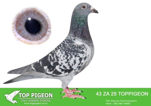 LOT 12 BENEKE LOFTS -ZA 25 TOPPIGEON 43 -SIRE:3795 ZA WPU 23. MARNES NEL. 7th Final Carnival 2024. Bred out of the SAME FATHER AS THE 2ND ACE and 3RD FINAL pigeon winter race Carnival 2023. The mother of 3795 is a full sister of the mother of Love 3 (Victory Love), Super ace winner———-DAM: ZA 22 GPU 6223. KOEKEMOER & GOMES. THIS HEN IS A DIRECT GRAND DAUGHTER TO JET QUEEN. JET QUEEN IS EQUAL FINAL WINNER DINOKENG 2021.SEE PEDIGREE!!!