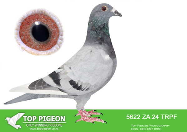 LOT 11 END JUNE -5622 ZA 24 TRPF –