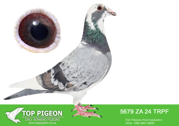 LOT 16 END JUNE -5679 ZA 24 TRPF –