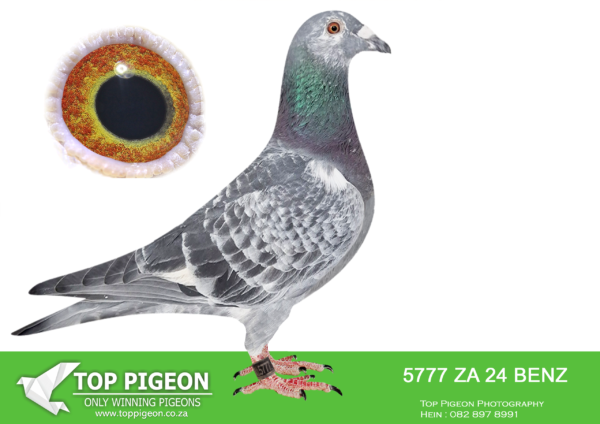 .LOT 9 PIGEON PALACE –  ZA 24 BENZ 5777 -SIRE:BELG-23-6159300 C ‘Goed Grijs PIPA’ Vermeerbergen-Wilms.Grandson Grizzle. Mama exceptionel breeding hen. Dam to Grizzle Best Kittel winner of 17 x best 1% over 20 races. 2nd Nat Ace & 5 x 1st prize!———–DAM:PWDU-21-3047 H ’10 min hen’ van Loon Janssen.Excellent racer also top breeder! Bred from a super pair of pigeons. Winner by 10 mins from Noupoort 690km. Bred best bird TPA January baby series 25.SEE PEDIGREE!!!