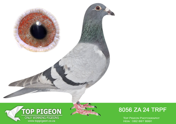 LOT 33 END JUNE -8056 ZA 24 TRPF –