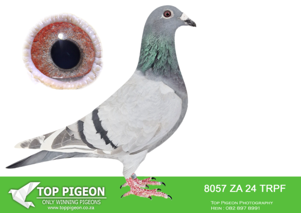 .LOT 7 END JUNE -8057 ZA 24 TRPF –