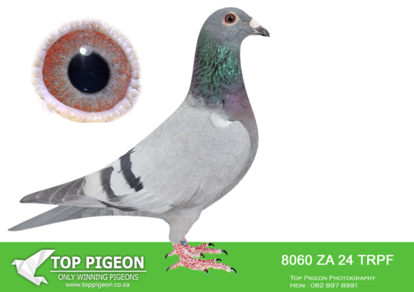 LOT 23 END JUNE -8060 ZA 24 TRPF –
