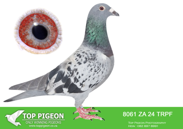 LOT 29 END JUNE -8061 ZA 24 TRPF –