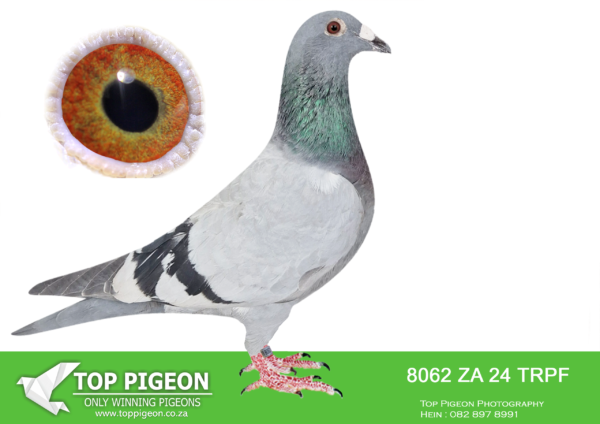 LOT 35 END JUNE -8062 ZA 24 TRPF –