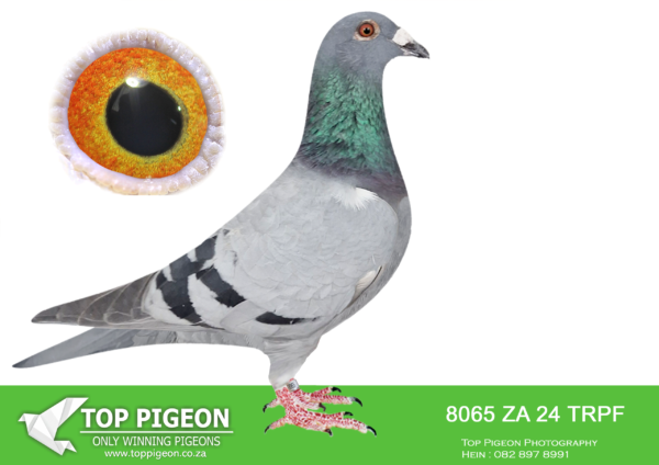 .LOT 9 END JUNE -8065 ZA 24 TRPF –