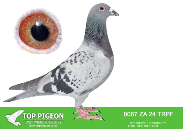 LOT 12 END JUNE -8067 ZA 24 TRPF –