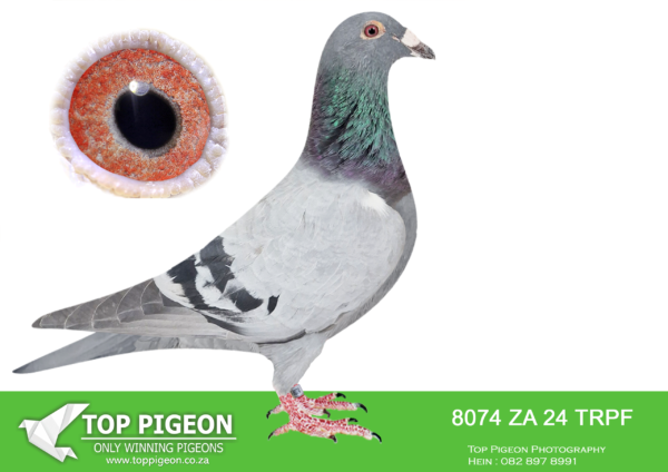 LOT 26 END JUNE -8074 ZA 24 TRPF –