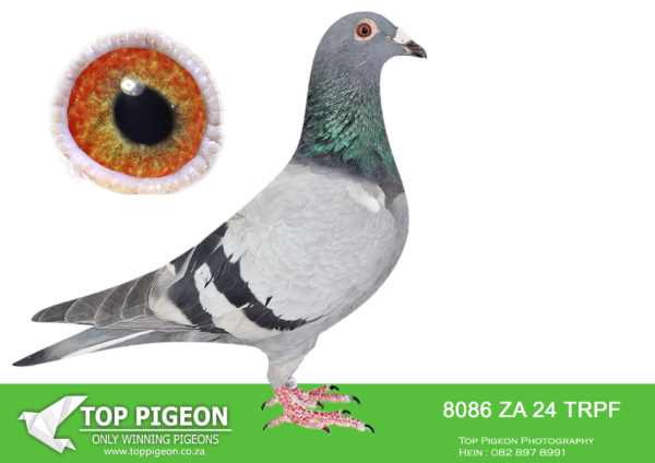 LOT 17 SUPER WEDNESDAY –8086 ZA 24 TRPF -SIRE:ZA-2015-GRPF-4484 Mc Dermott Lofts Blue Grandson “Python” Laatste zoon van “De Hengst” x “Blauwke Louis” Halfbroer van “Hermelijn” • 8e Nat. Asduif HF KBDB 2001. ==========DAM:ZA-2020-GRPA-258 Mc Dermott Lofts Blue Great granddaughter “Fly Machine” Base breeder for Huysers. **”Fly Machine”** Father to: • 1st Ace Sanpo Overall Gold 2017. • 1st Ace Sanpo Short Dist. 2017.SEE PEDIGREE!!!