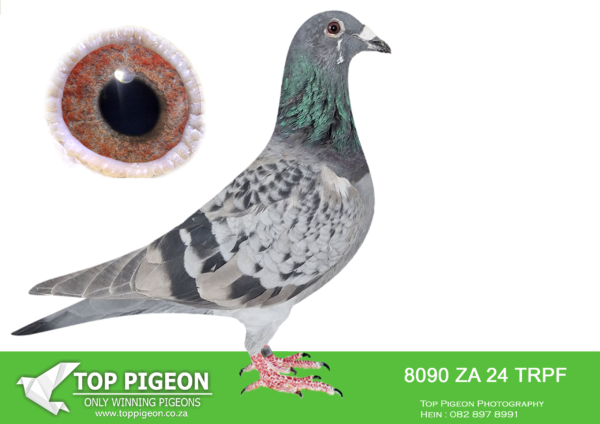 LOT 17 END JUNE -8090 ZA 24 TRPF –