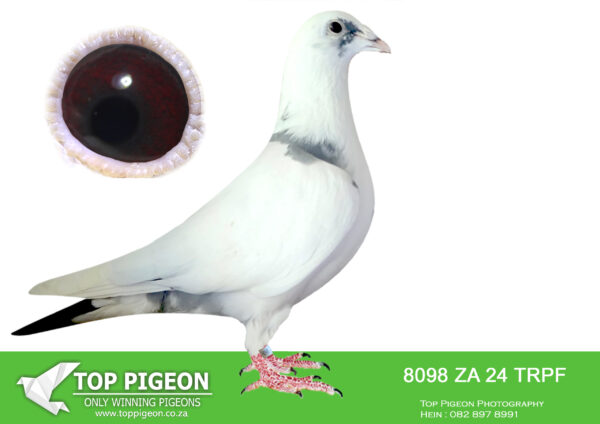 LOT 27 END JUNE -8098 ZA 24 TRPF -SIRE:ZA-2021-GPU-12863 Mc Dermott Lofts Kittel Bont Super Kittel Genetics! “Jardin” Daughter “Greipel” “Konica” Brother “Olympic-Rosita” “Son Vince” Inbred to “Kittel” “Double Rosita” “Dubbele Kittel” =============DAM:ZA-2023-TRPF-12139 Mc Dermott Lofts Bont She is bred from: • 1st Final SAIPR Winner 2022. • 1st Final Carnival Summer Winner.SEE PEDIGREE!!!!
