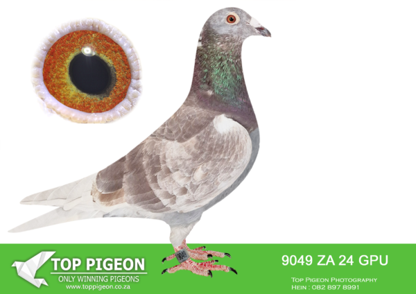 LOT 13 DANIE SCHOLTZ / JACO FAUL -ZA 24 GPU 9049 -Sire, PILOT EYE, father to MISS NAVIGATOR, Bakkie winner for JJJ vd Linde & DJ Scholtz, Dinokeng One Loft Race, 12 September 2021, flown from Hanover, Speed 1052.25 m/min. Dam, ZA ABL 1478 ’24, bred by Alwyn Bester. Full sister to ZA ABL 167 ’20 (SOLD FOR R338 000.00 ON TOPPIGEON), dam of TURBO KITTEL, super racer for Du Preez & Deetlefs.SEE PEDIGREE!!!