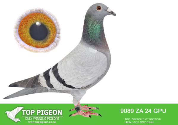 LOT 16 DANIE SCHOLTZ / JACO FAUL – ZA 24 GPU 9089 -SIRE:2443 ZA 19 ZULU.Alias “SON SUPER 652” Strain: Tom Lock Color: Blue Check Super pigeon. The last son out of this pair. Super cock bred for stock.————DAM:6145 ZA 21 NKHPT Alias “ROCKY X HETTIES GOLD” Strain: Danie Scholtz Color: Blue Bar ZA NKHPT ’21 ROCKY X HETTIES GOLD bred for stock. Sire, ZA SVPV 1110 ’16 ROCKY bred OLR winner. His full brothers and sisters bred union, federation and OLR winners! Mother, ZA CYRIL’s 4863 ’14 HETTIES GOLD bred double equal OLR winner, her full brothers and sisters bred union, federation SEE PEDIGREE!!!.