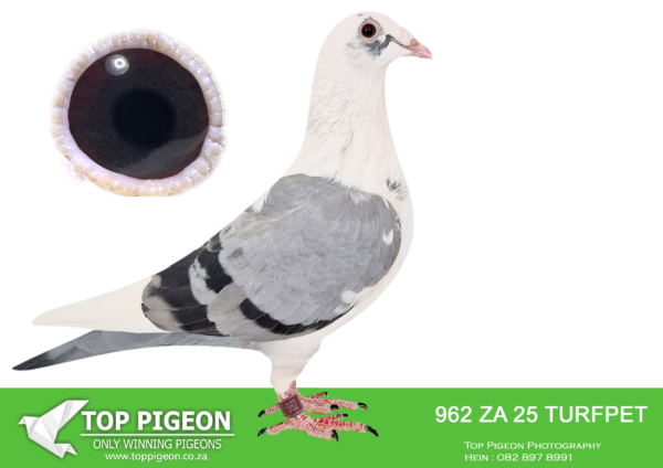 .LOT 3 FERDIE COETZER – ZA 25 TURFPET 962 – is a medium to small hen with a perfect body . Superb hen . She is bred from my top producing Best Kittel pair namely ” Best Kittel 606 ” and ” Best Kittel 1523 ” . This pretty hen has all the trademark features of the Best Kittel family , exceptional muscles and some foxy looking feather legs cateracting down to her toe nails . Three times linebred to Best Kittel . My summation of these Best Kittels are : super cross material , resilliant , performing over all distances and velocities pigeons .SEE PEDIGREE!!!