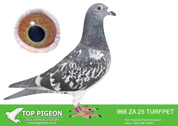 .LOT 5 FERDIE COETZER – ZA 25 TURFPET 966 – is a robust cock with endless potential as breeder . He is bred from Rommel x Sister New Avenger . I rate Rommel so high that i entered 2 of his babies at AFRIKAPRO 2025.SEE PEDIGREE!!!